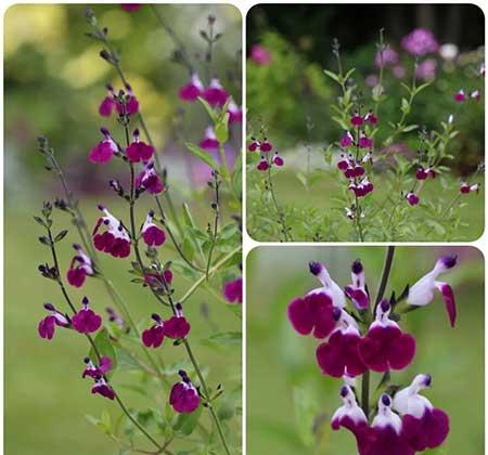 适合庭院养的花卉