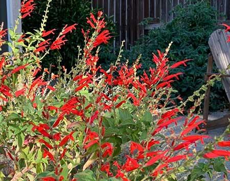 适合庭院养的花卉