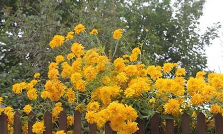 适合庭院养的花卉