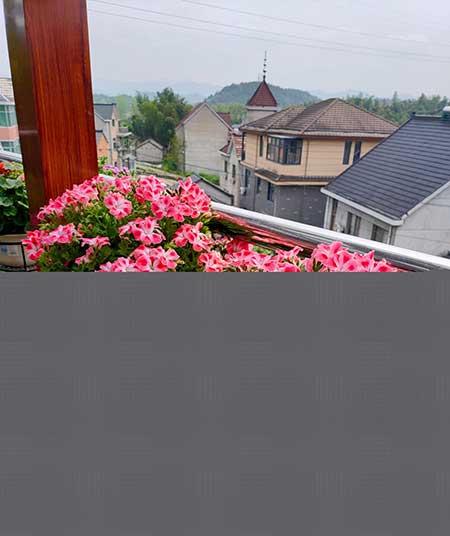 适合室外长期养的花卉