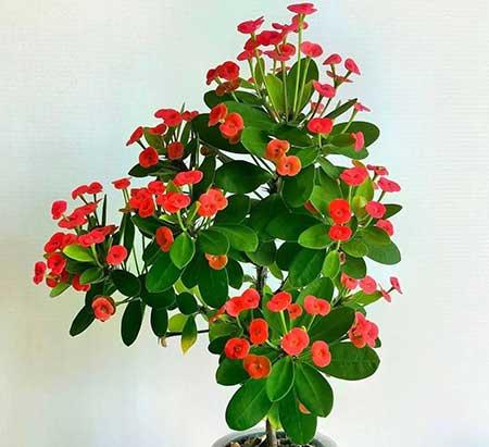 适合室外长期养的花卉