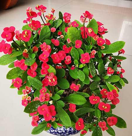 适合室外长期养的花卉