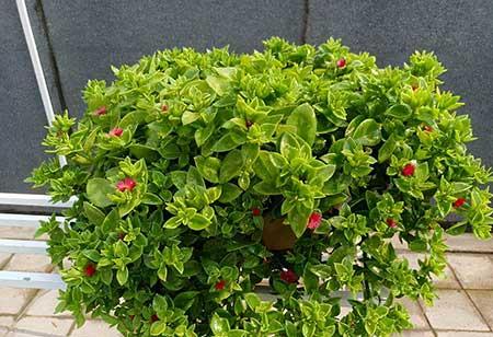 适合室外长期养的花卉