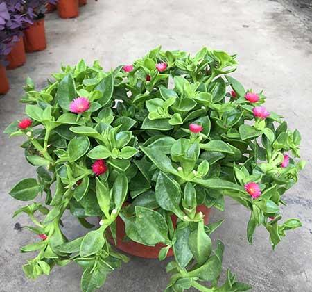 适合室外长期养的花卉