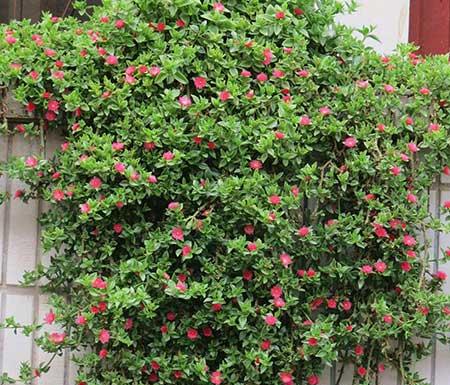 适合室外长期养的花卉