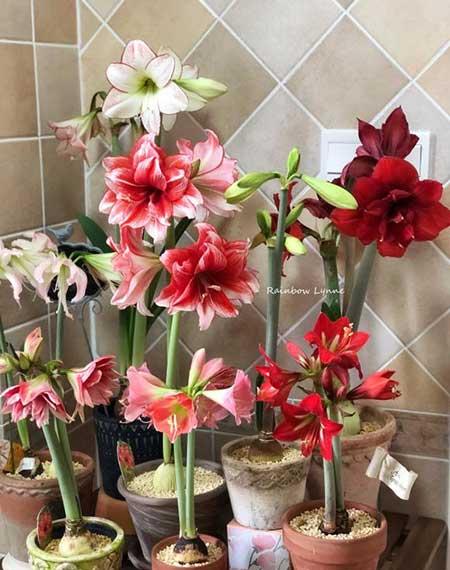 适合室外长期养的花卉