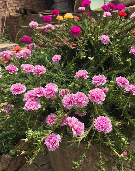 适合室外长期养的花卉