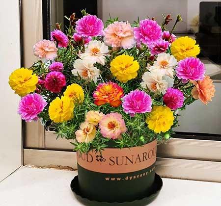 适合室外长期养的花卉