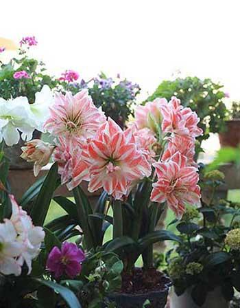 适合室外长期养的花卉