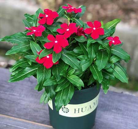 适合室外长期养的花卉