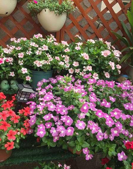 适合室外长期养的花卉