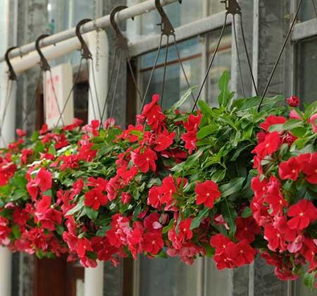 适合室外长期养的花卉