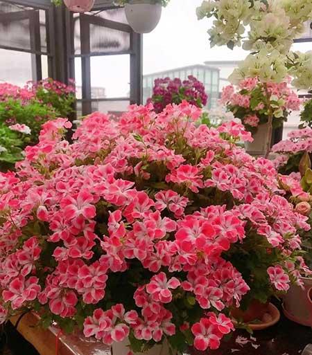 适合室外长期养的花卉