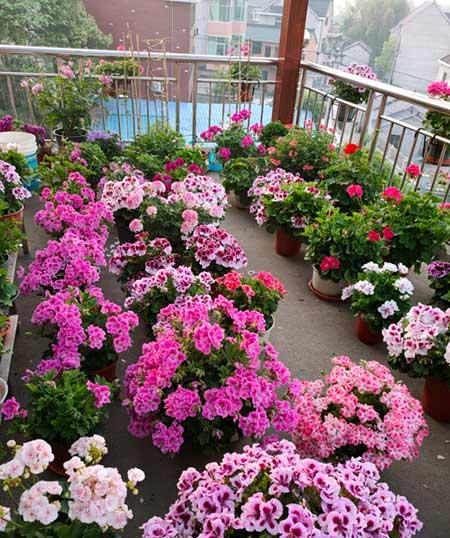 适合室外长期养的花卉