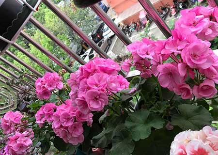 适合室外长期养的花卉