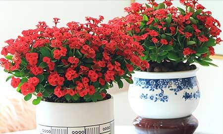 适合室外长期养的花卉