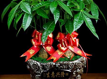 适合室内养的植物绿植