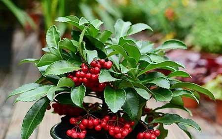 适合室内养的植物绿植