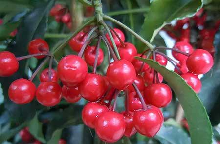 适合室内养的植物绿植