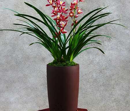 适合室内养的植物绿植