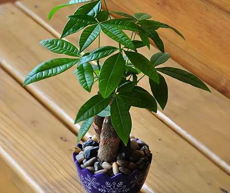 适合室内养的植物绿植