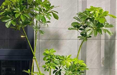 适合室内养的植物绿植