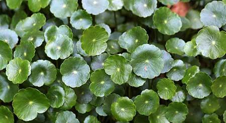 适合室内养的植物绿植