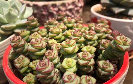 适合室内养的植物绿植