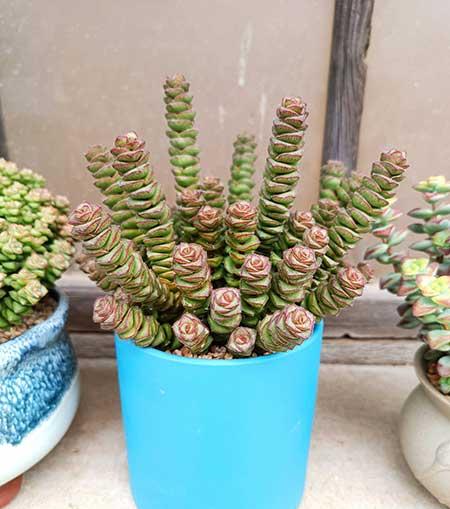 适合室内养的植物绿植