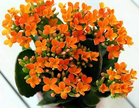 适合室内养的植物绿植