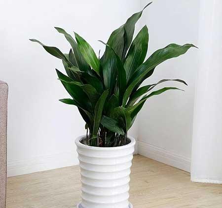 适合室内养的小绿植