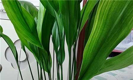 适合室内养的小绿植