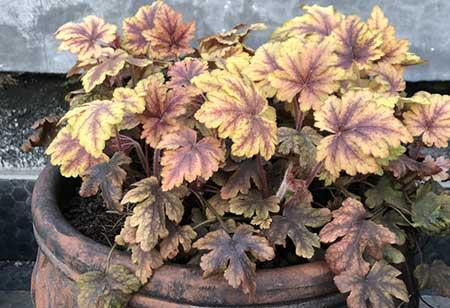 适合室内养的耐寒绿植