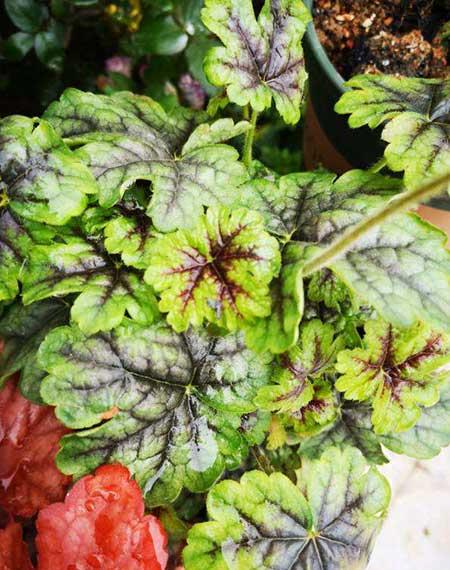 适合室内养的耐寒绿植