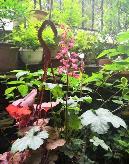 适合室内养的耐寒绿植