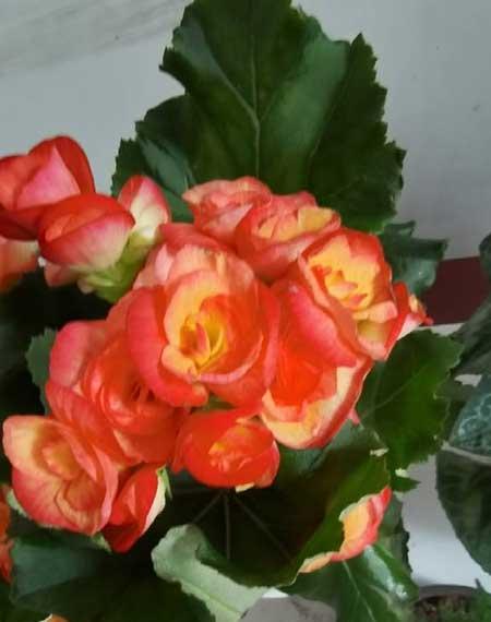 适合室内养的耐寒绿植