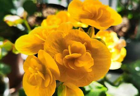 适合室内养的耐寒绿植