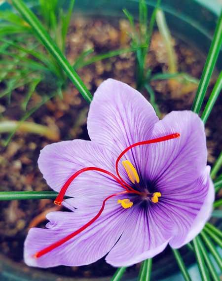 适合室内养的耐寒绿植