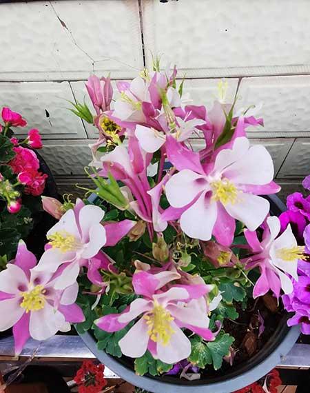 适合室内养的耐寒绿植