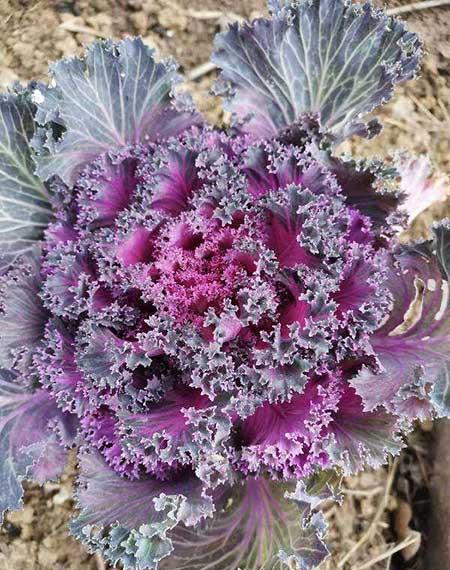 适合室内养的耐寒绿植