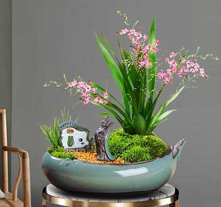 适合室内养的耐寒花卉绿植