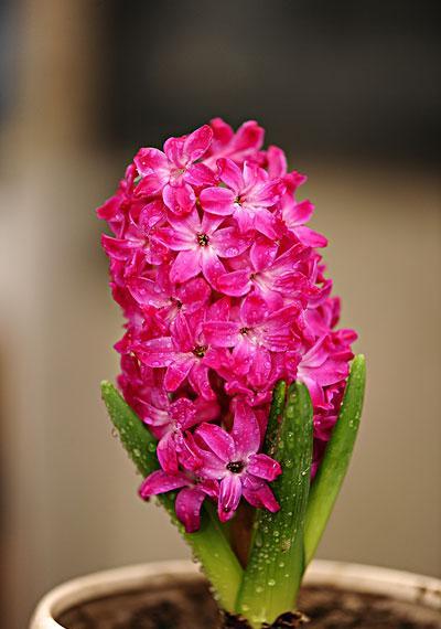 适合室内养的耐寒花卉绿植