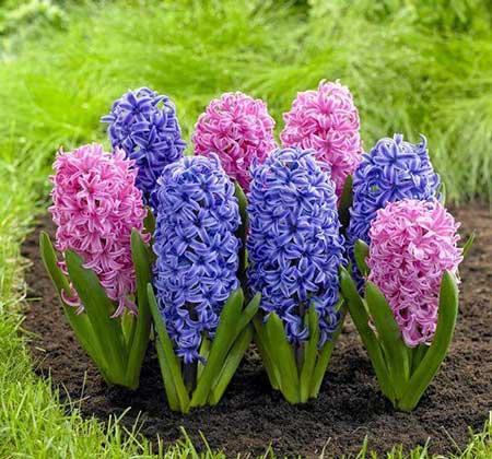 适合室内养的耐寒花卉绿植