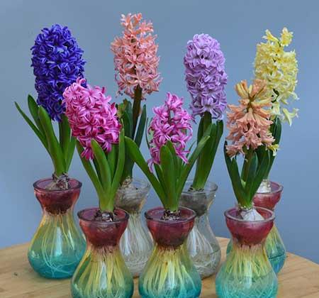 适合室内养的耐寒花卉绿植