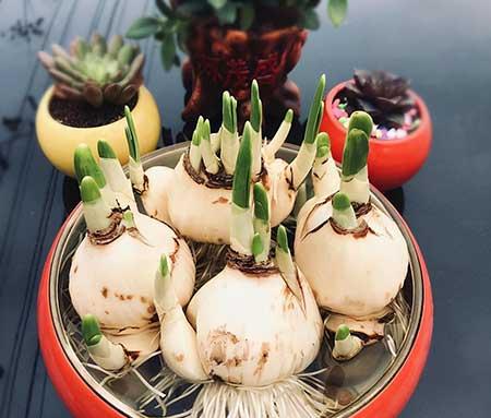 适合室内养的耐寒花卉绿植