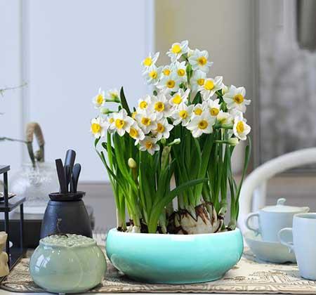 适合室内养的耐寒花卉绿植