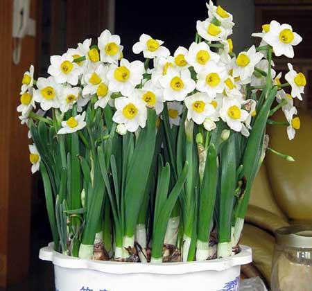 适合室内养的耐寒花卉绿植