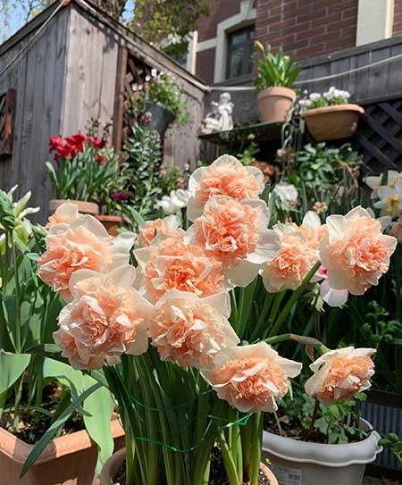 适合室内养的耐寒花卉绿植