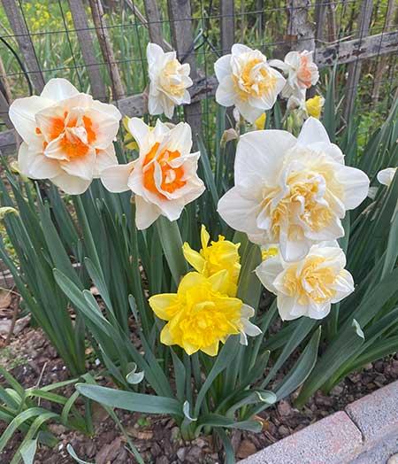 适合室内养的耐寒花卉绿植