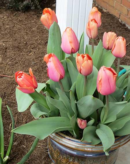 适合室内养的耐寒花卉绿植